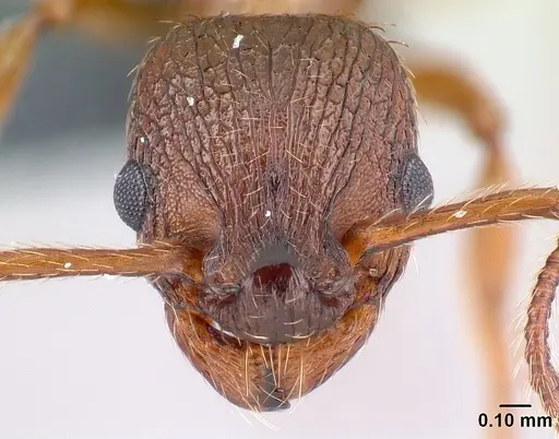 Myrmica specioides specimen CASENT0179915 image casent0179915_2