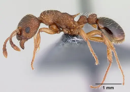 Myrmica specioides specimen CASENT0179915 image casent0179915_3