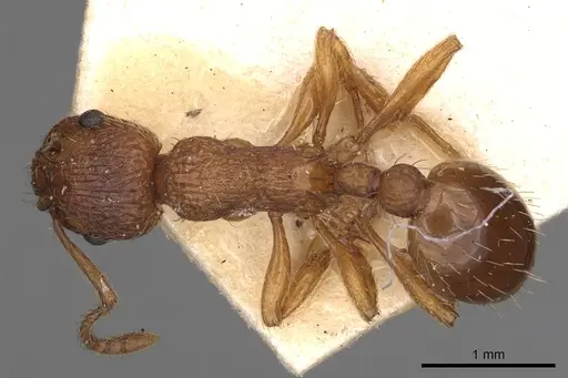 Myrmica specioides specimen CASENT0900280 image casent0900280_1
