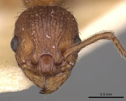 Myrmica specioides specimen CASENT0900280 image casent0900280_2
