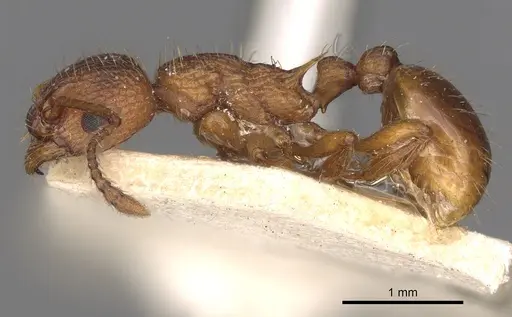 Myrmica specioides specimen CASENT0900280 image casent0900280_3