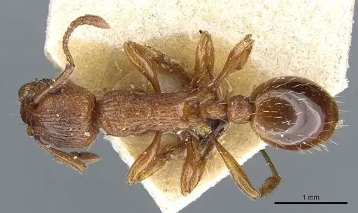 Myrmica specioides specimen CASENT0904068 image casent0904068_1