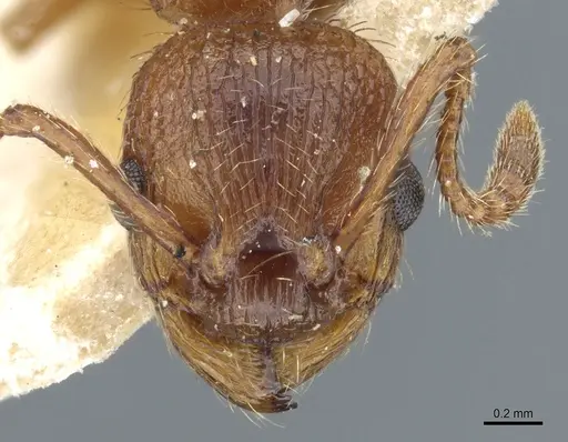 Myrmica specioides specimen CASENT0904068 image casent0904068_2