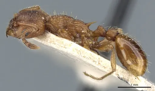 Myrmica specioides specimen CASENT0904068 image casent0904068_3