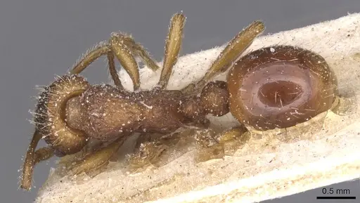 Myrmica specioides specimen CASENT0913083 image casent0913083_1