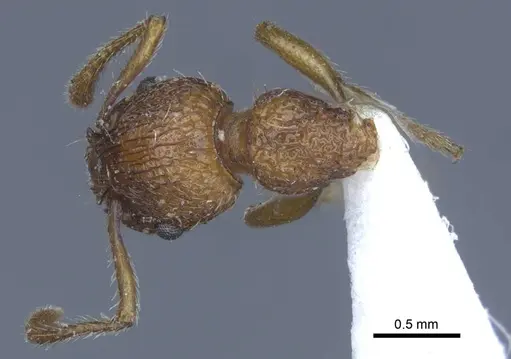 Myrmica specioides specimen CASENT0916887 image casent0916887_1