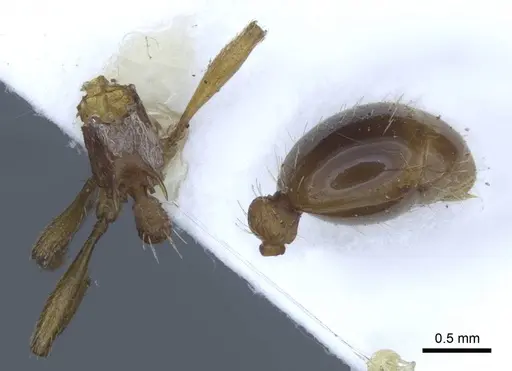 Myrmica specioides specimen CASENT0916887 image casent0916887_2