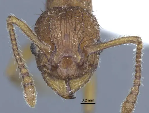 Myrmica specioides specimen CASENT0916887 image casent0916887_3