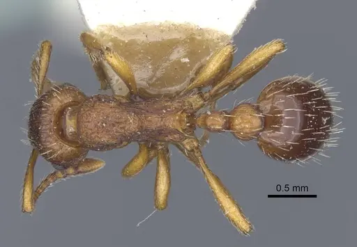 Myrmica specioides specimen CASENT0916890 image casent0916890_1