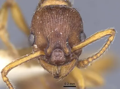 Myrmica specioides specimen CASENT0916890 image casent0916890_2