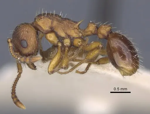 Myrmica specioides specimen CASENT0916890 image casent0916890_3