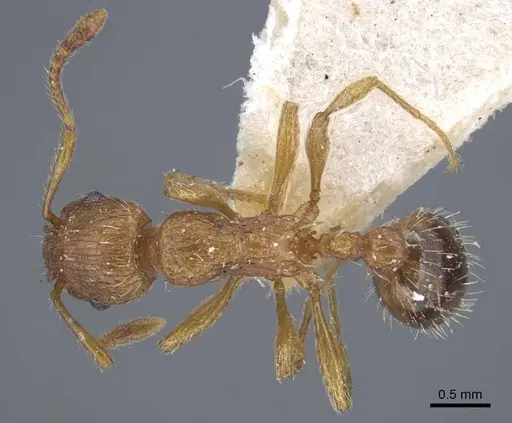 Myrmica specioides specimen CASENT0917040 image casent0917040_1