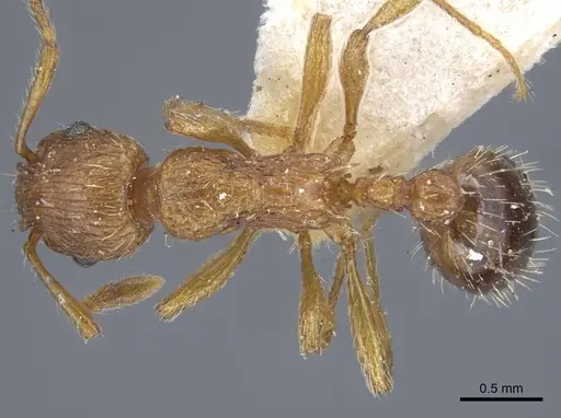Myrmica specioides specimen CASENT0917040 image casent0917040_2