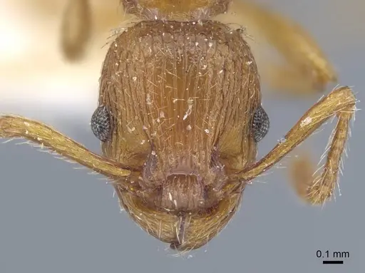 Myrmica specioides specimen CASENT0917040 image casent0917040_3