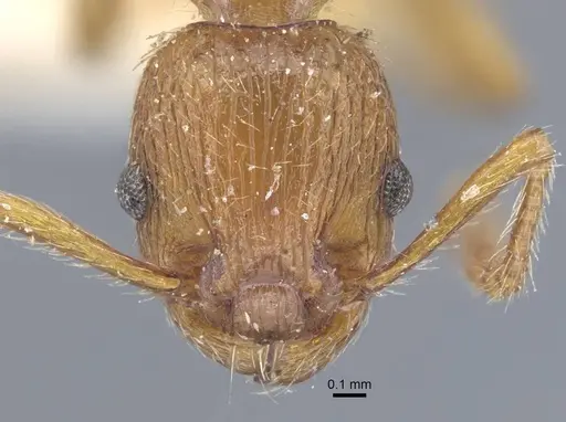 Myrmica specioides specimen CASENT0917040 image casent0917040_4