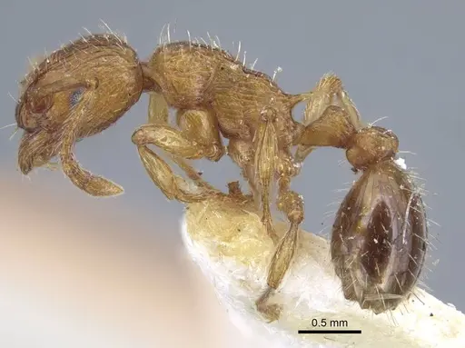 Myrmica specioides specimen CASENT0917040 image casent0917040_5