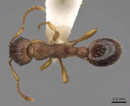 Myrmica specioides specimen CASENT0922796 image casent0922796_1