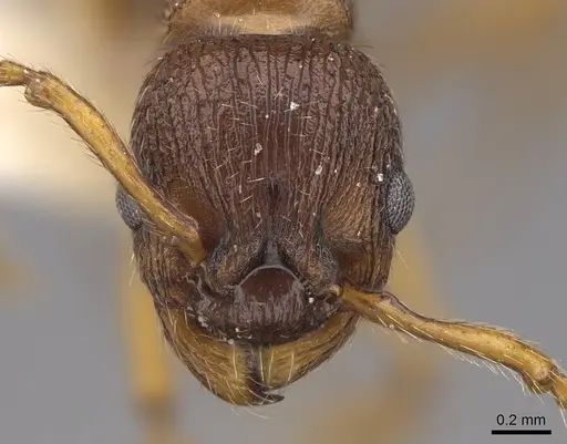 Myrmica specioides specimen CASENT0922796 image casent0922796_2