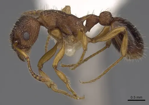 Myrmica specioides specimen CASENT0922796 image casent0922796_3