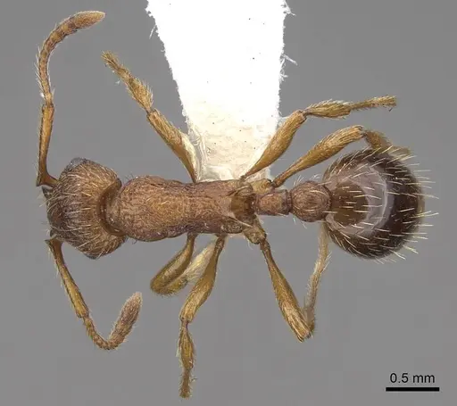 Myrmica specioides specimen CASENT0922798 image casent0922798_1