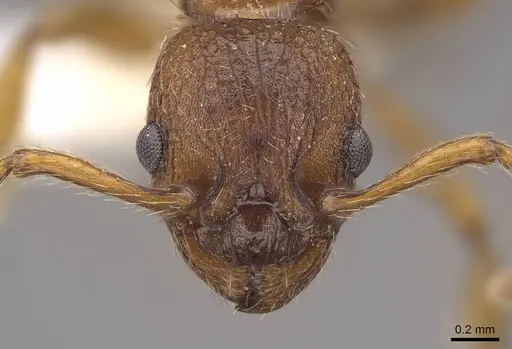 Myrmica specioides specimen CASENT0922798 image casent0922798_2