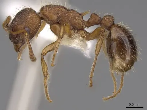 Myrmica specioides specimen CASENT0922798 image casent0922798_3