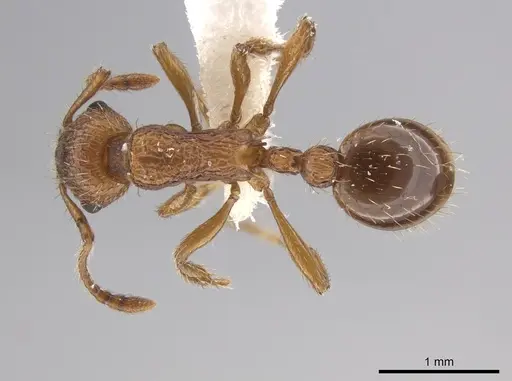Myrmica specioides specimen JTLC000006261 image jtlc000006261_1