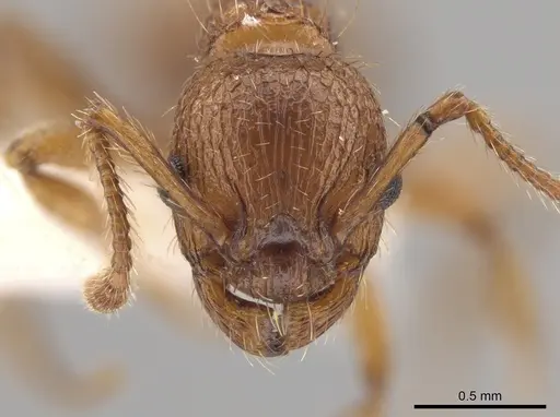 Myrmica specioides specimen JTLC000006261 image jtlc000006261_2