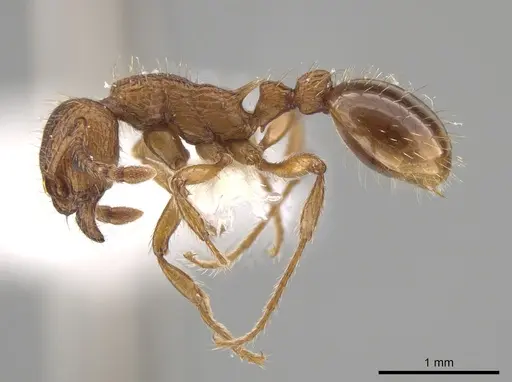 Myrmica specioides specimen JTLC000006261 image jtlc000006261_3