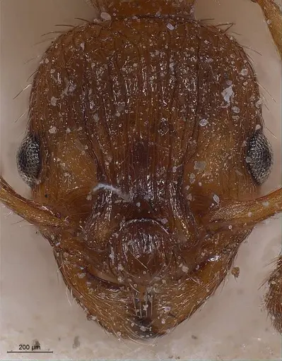 Myrmica spinosior specimen ANTWEB1008459 image antweb1008459_3