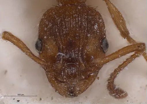 Myrmica spinosior specimen ANTWEB1008459 image antweb1008459_4
