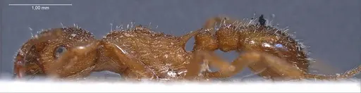 Myrmica spinosior specimen ANTWEB1008459 image antweb1008459_5