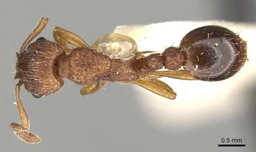 Myrmica spinosior specimen CASENT0280840 image casent0280840_1