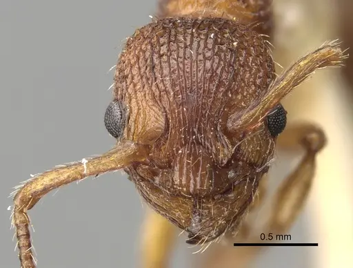 Myrmica spinosior specimen CASENT0280840 image casent0280840_2