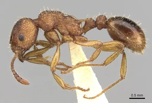 Myrmica spinosior specimen CASENT0280840 image casent0280840_3