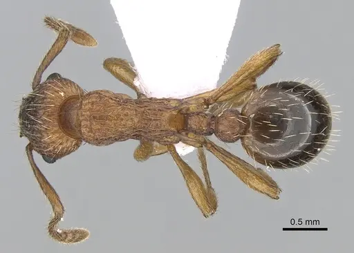 Myrmica spinosior specimen CASENT0281555 image casent0281555_1