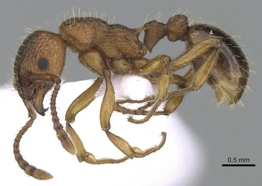 Myrmica spinosior specimen CASENT0281555 image casent0281555_3