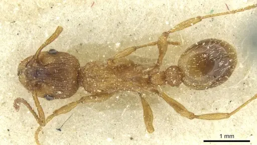 Myrmica spinosior specimen CASENT0913077 image casent0913077_1