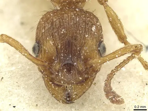 Myrmica spinosior specimen CASENT0913077 image casent0913077_2