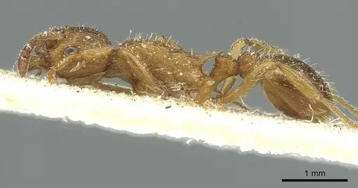 Myrmica spinosior specimen CASENT0913077 image casent0913077_3
