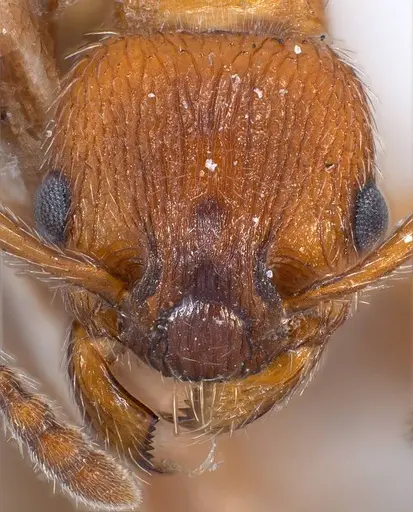 Myrmica stangeana specimen ANTWEB1008452 image antweb1008452_2