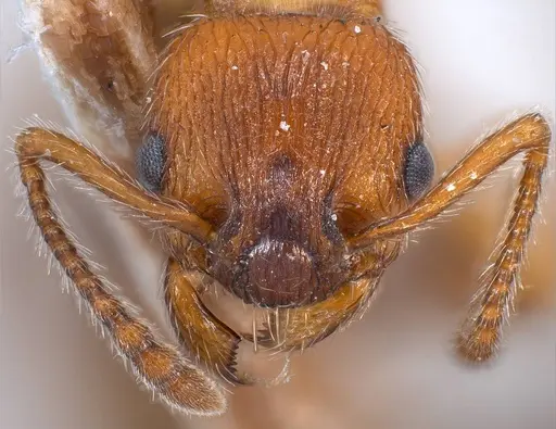 Myrmica stangeana specimen ANTWEB1008452 image antweb1008452_3