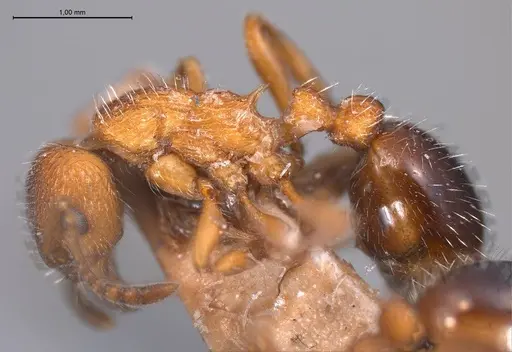 Myrmica stangeana specimen ANTWEB1008452 image antweb1008452_4