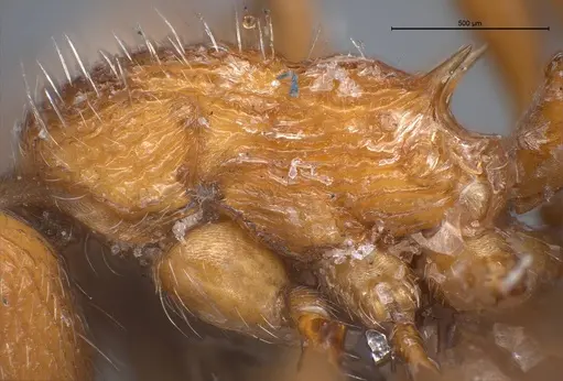 Myrmica stangeana specimen ANTWEB1008452 image antweb1008452_5