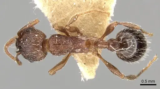 Myrmica stangeana specimen CASENT0280822 image casent0280822_1
