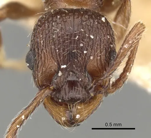 Myrmica stangeana specimen CASENT0280822 image casent0280822_2