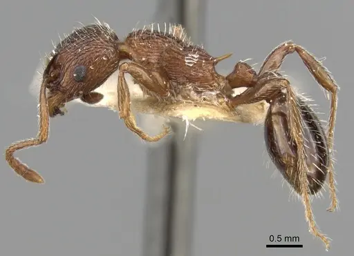 Myrmica stangeana specimen CASENT0280822 image casent0280822_3