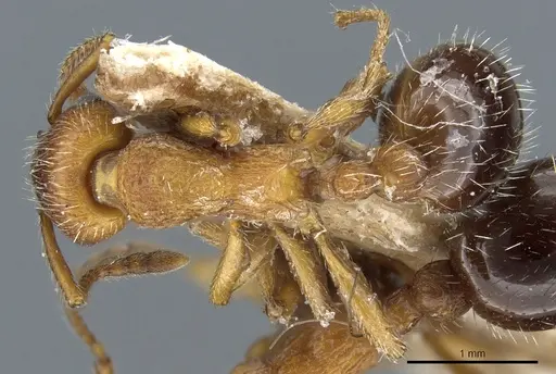 Myrmica stangeana specimen CASENT0904071 image casent0904071_1