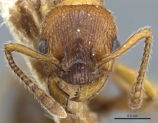 Myrmica stangeana specimen CASENT0904071 image casent0904071_2