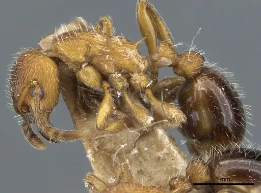Myrmica stangeana specimen CASENT0904071 image casent0904071_3